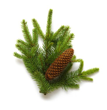 Firavun ağacı dalı beyazda yalıtılmış