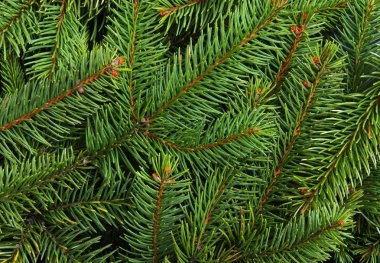 Çam dallarının arkaplanı.