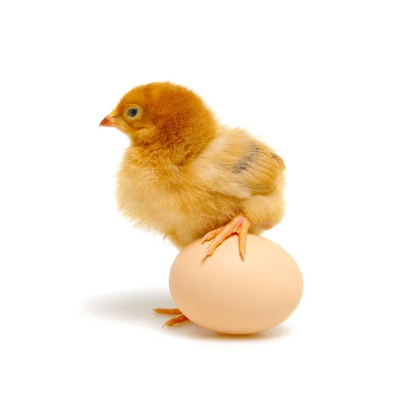 Civciv ve yumurta beyaz izole — Stok fotoğraf
