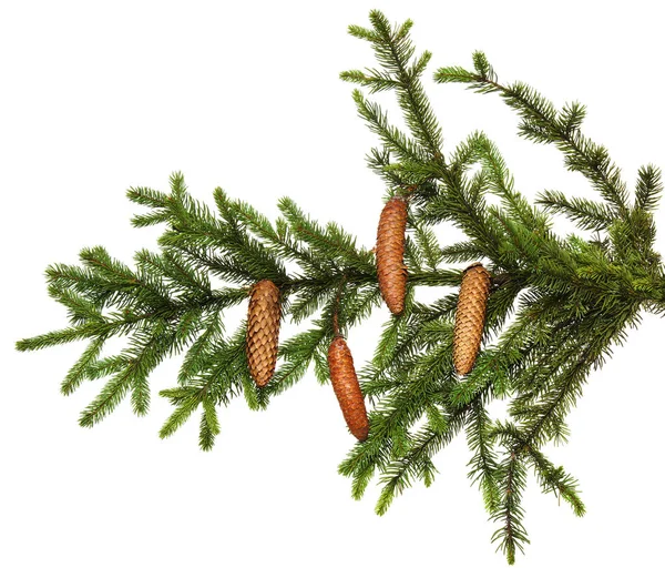 圣诞装饰：用圆锥和冷杉树枝装饰红球 — 图库照片