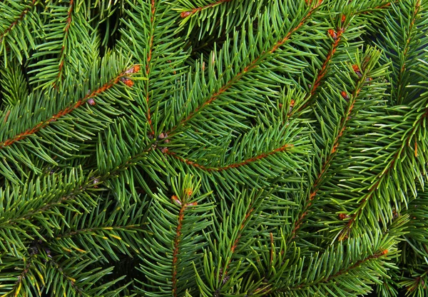 Background of pine branches. — ストック写真