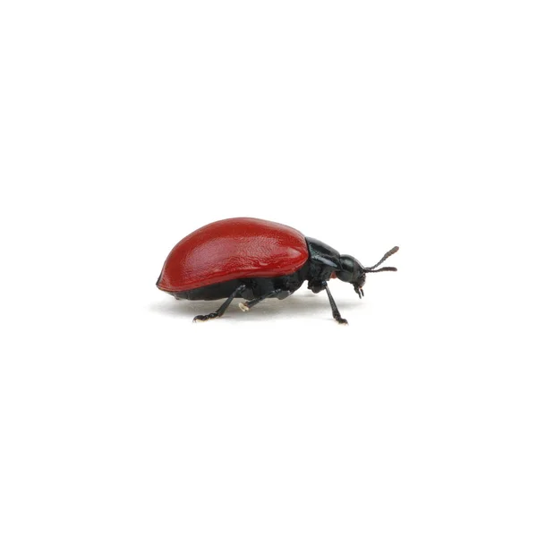 Bir beyaz üzerine kırmızı beetle — Stok fotoğraf