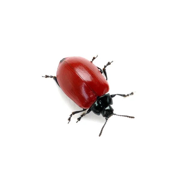 Besouro vermelho em um branco — Fotografia de Stock