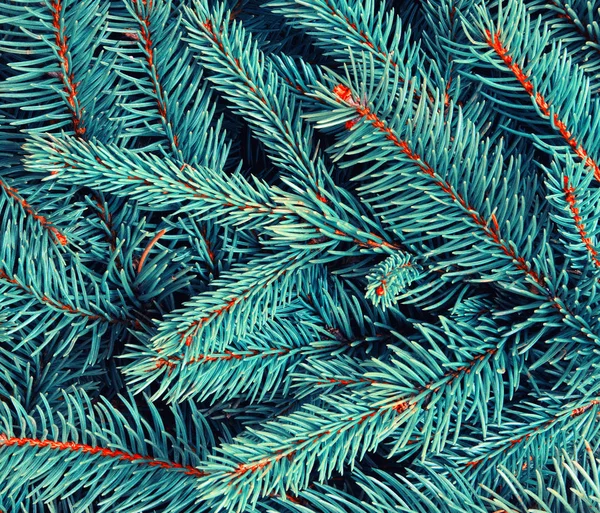 Background of pine branches. — Stock Photo, Image