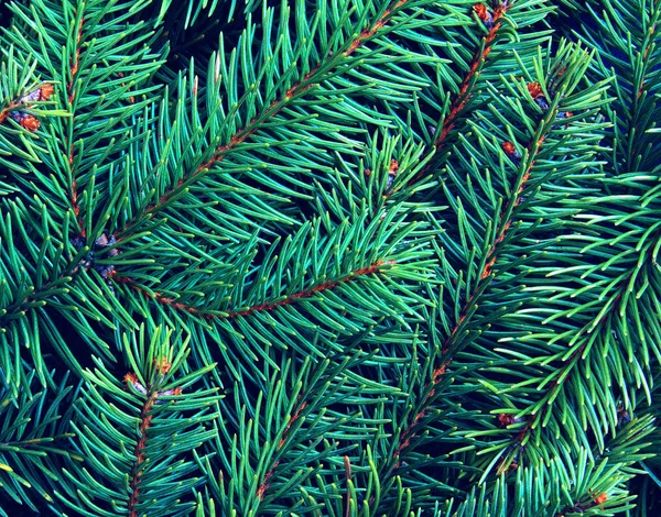 Background of pine branches. — ストック写真