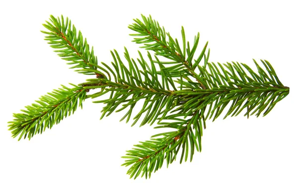 Fir branch isolated on white — Stock Photo, Image