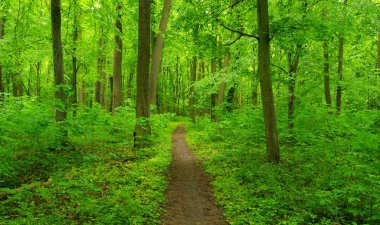 İlkbaharda orman ağaçları