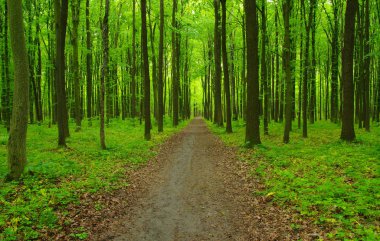 İlkbaharda orman ağaçları