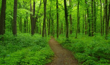 İlkbaharda orman ağaçları