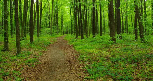 Árboles forestales en primavera —  Fotos de Stock