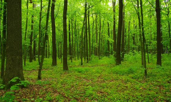 Árboles forestales en primavera — Foto de Stock