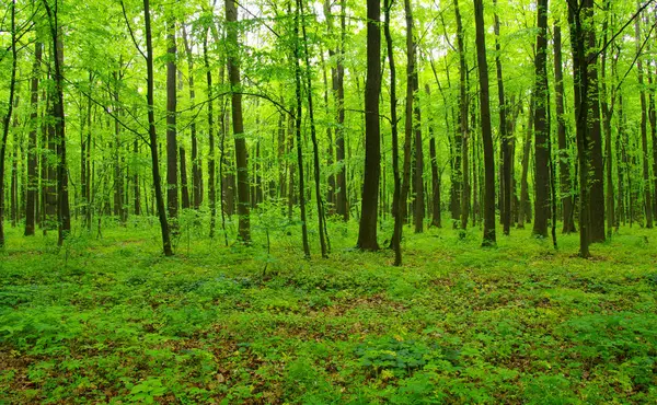 Bosque verde en primavera — Foto de Stock
