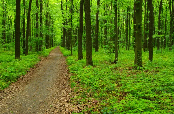 Groene Woud in het voorjaar — Stockfoto