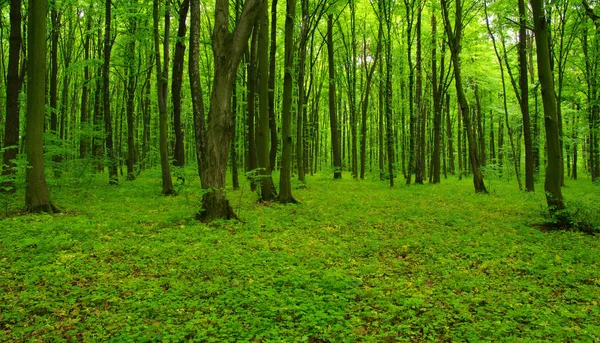 Forest trees in spring — Stock Photo, Image