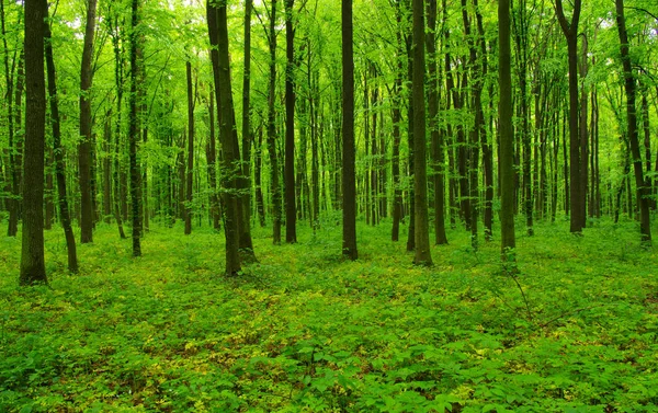 Árboles forestales en primavera — Foto de Stock