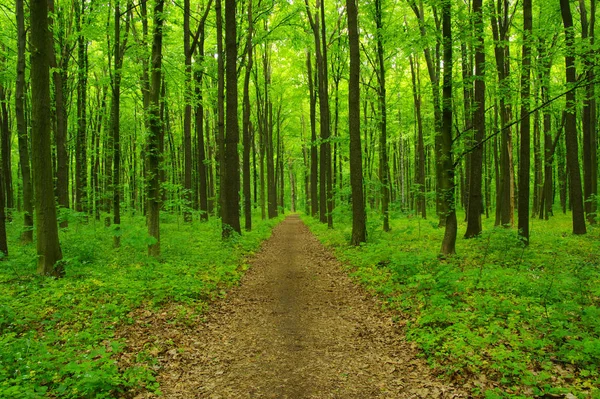 Gröna skogen på våren — Stockfoto