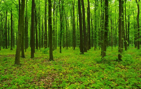Grüner Wald im Frühling — Stockfoto