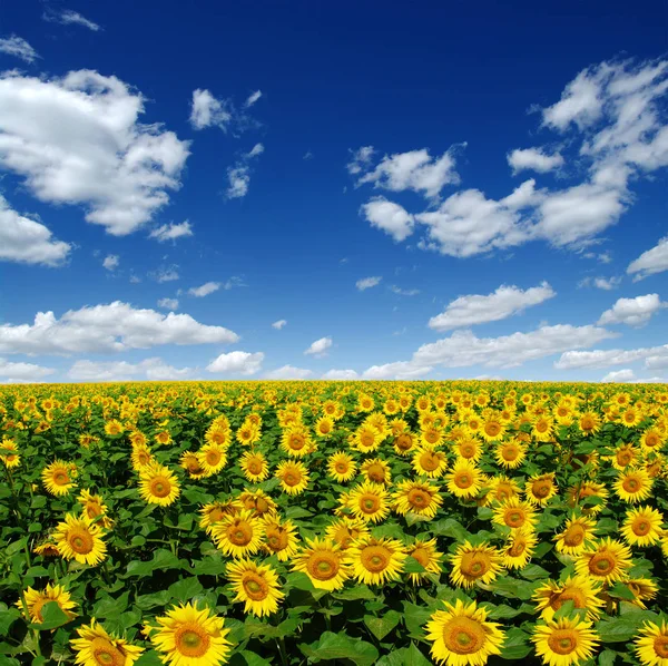 Champ de tournesols en fleurs — Photo