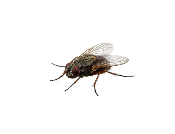 Fly on a white — Stock Photo, Image