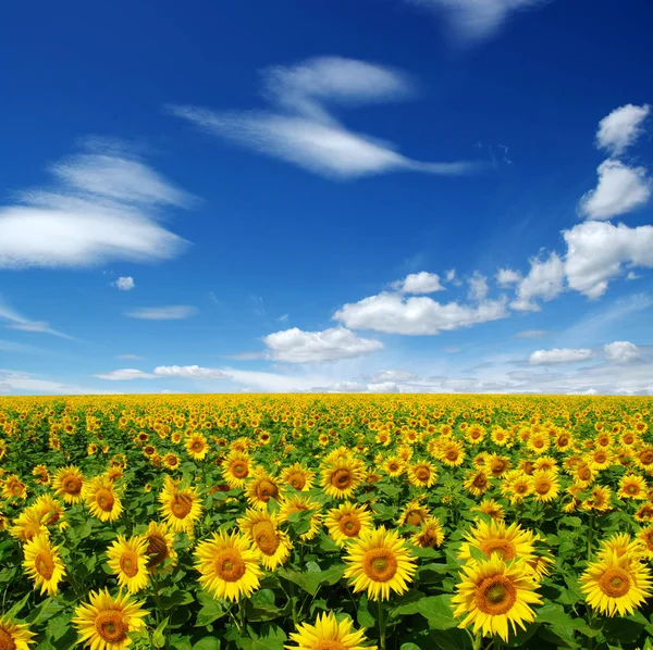 Field of blooming sunflowers — Stock Photo, Image
