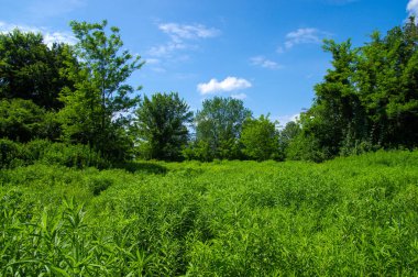 ilkbaharda ağaçlar