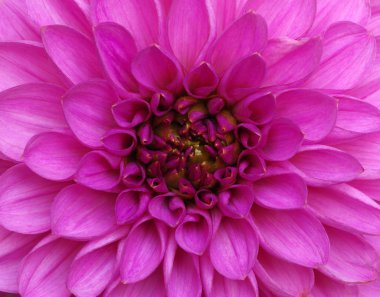 Çiçekler ve güzel yapraklar