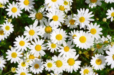 Beyaz papatya alan üzerinde