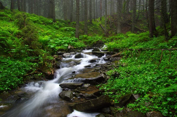 Sungai di hutan — Stok Foto