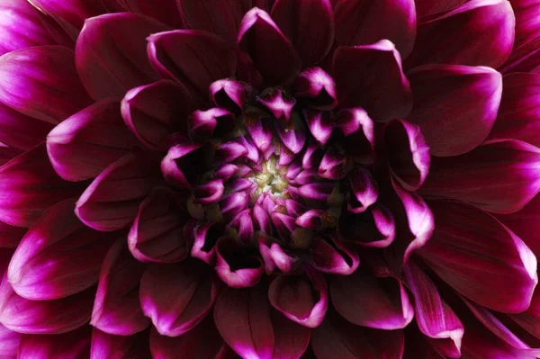 Blomma och vackra kronblad — Stockfoto