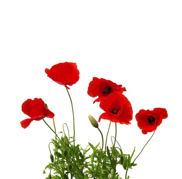 Red poppies on white — Stock Photo, Image