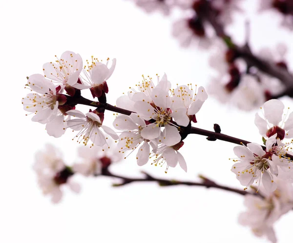 꽃 지점 — 스톡 사진