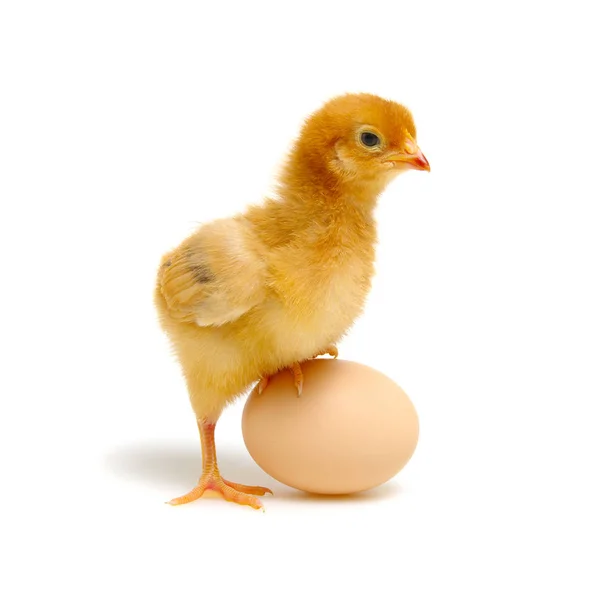 Chick och ägg isolerade på en vit — Stockfoto