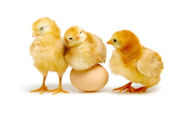 Коричневое яйцо и цыплята — стоковое фото
