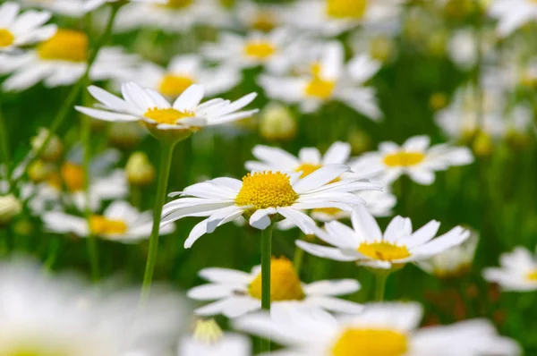 白色的雏菊场 — 图库照片