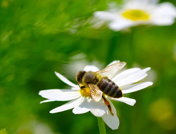 Včela a květinové — Stock fotografie