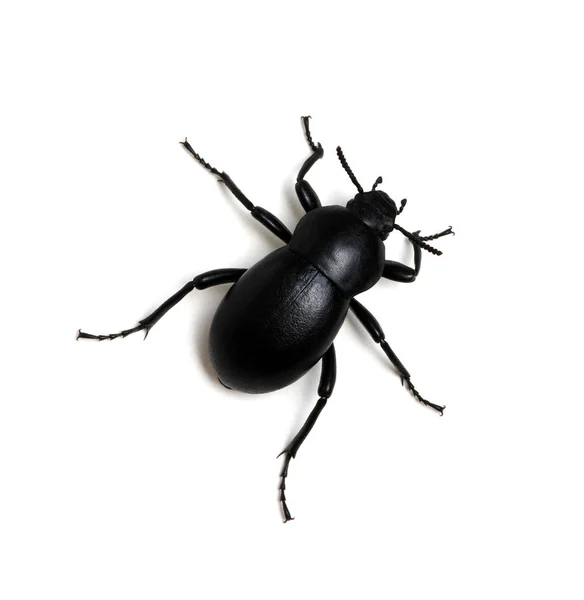 Black beetle on white — Stock Photo, Image