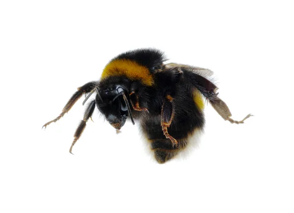 Bumblebee isolated on the white — Stock Photo, Image