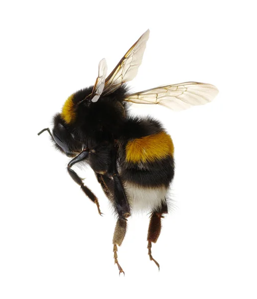 Bumblebee isolated on the white — Stock Photo, Image