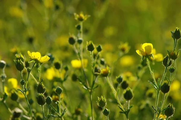 Fiori di primavera su sole — Foto Stock