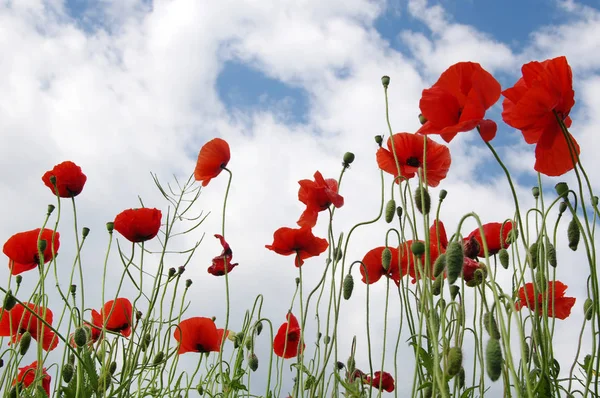 Red poppies on field — Stock Photo, Image