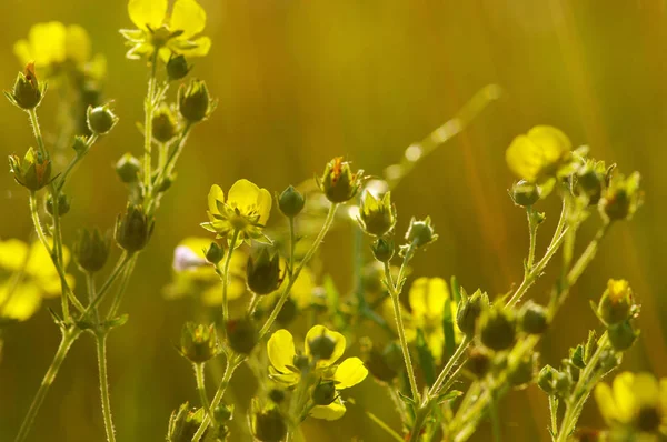 Fiori di primavera su sole — Foto Stock