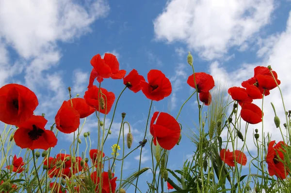 Red poppies on field — Stock Photo, Image