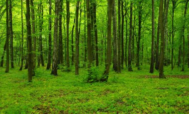 İlkbaharda orman ağaçları