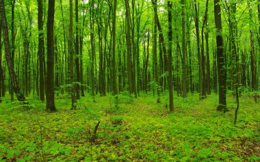 Baharda Yeşil Orman