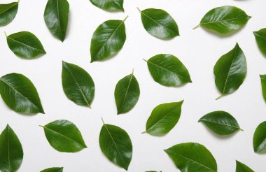 yeşil yapraklar beyaz üzerinde izole