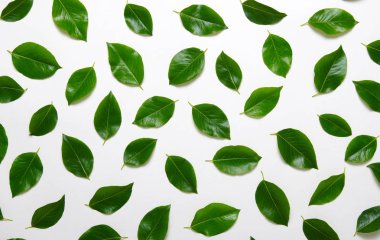 yeşil yapraklar beyaz üzerinde izole