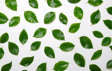 yeşil yapraklar beyaz üzerinde izole