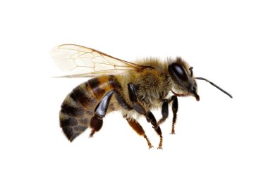 beyaz izole arı