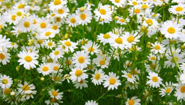 Beyaz papatya alan üzerinde