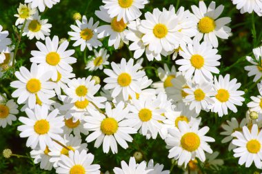 Beyaz papatya alan üzerinde